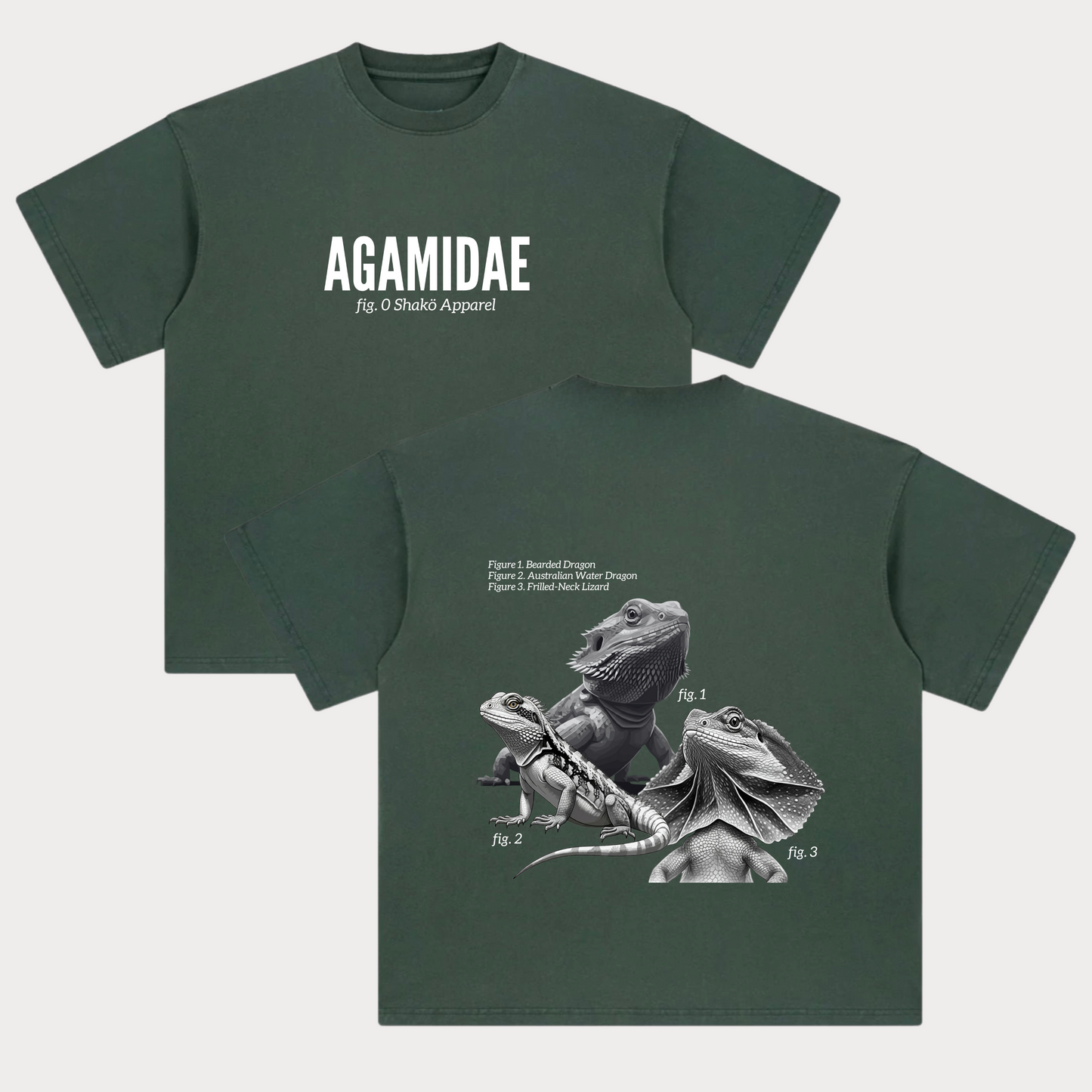 Agamidae